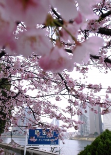 隅田川の桜