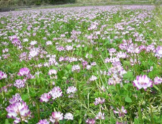 れんげ草1.jpg