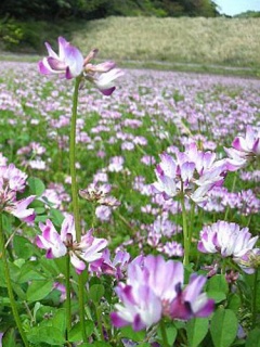 れんげ草01.jpg