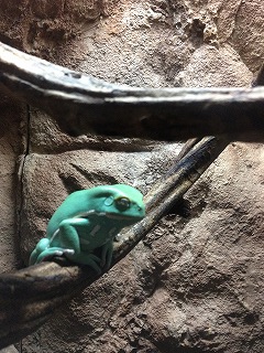 カエル.jpg