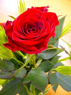 バラの花080424.jpg