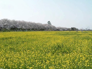 幸手桜１.jpg