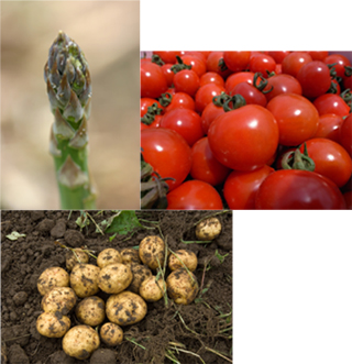農園野菜(blog).jpg