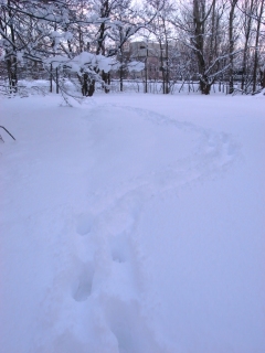 080120 雪原ラッセル.jpg