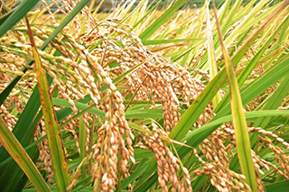 20160331-03.jpg