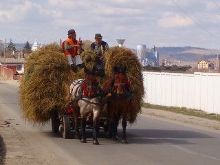 P3130096.jpg