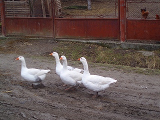PC240072.jpg