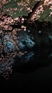 お花見に行ってきました！