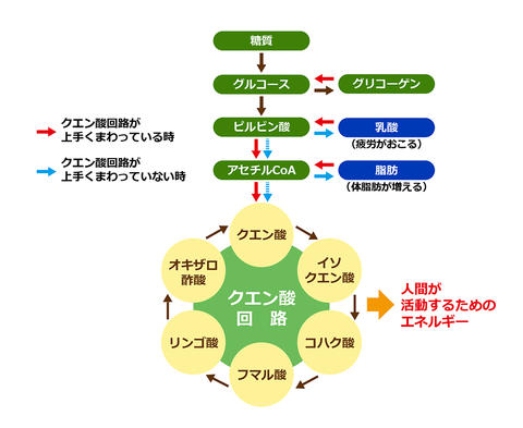 疲れ・だるさ対策に「クエン酸回路」を回そう
