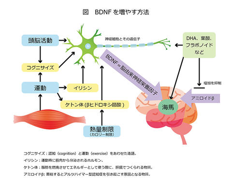 認知症を防ぐ「BDNF」とは？